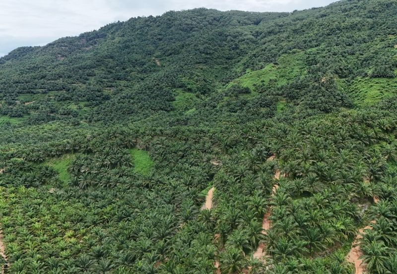 Tongod sabah Palm estate CL911.46