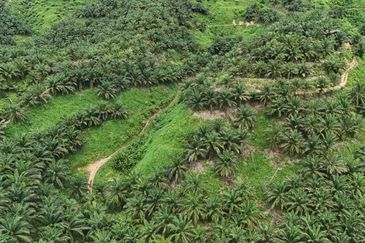 Tongod sabah Palm estate CL911.46