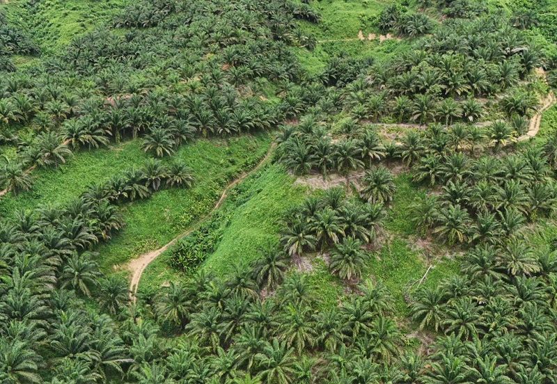 Tongod sabah Palm estate CL911.46