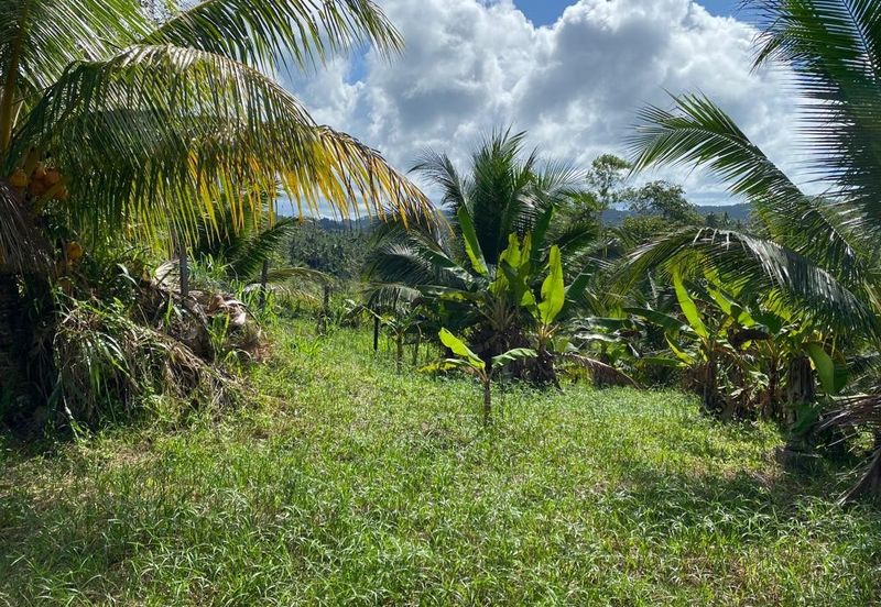 Kudat Land PL 26.61 Acre Agriculture