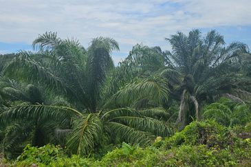 Ranau sabah kota kinabalu Oil Palm Estate