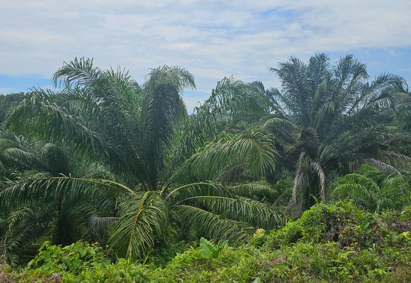 Ranau sabah kota kinabalu Oil Palm Estate