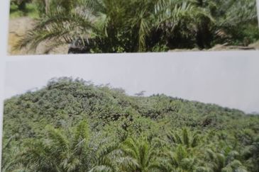 Kota Marudu Estate CL1000