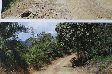 Kota Marudu Estate CL1000