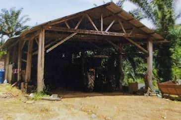 Kota Marudu Estate CL1000