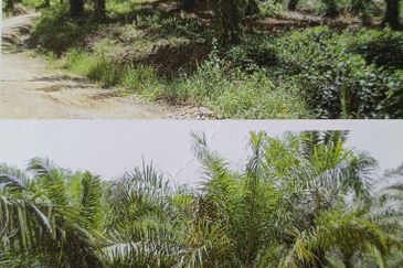 Kota Marudu Estate CL1000