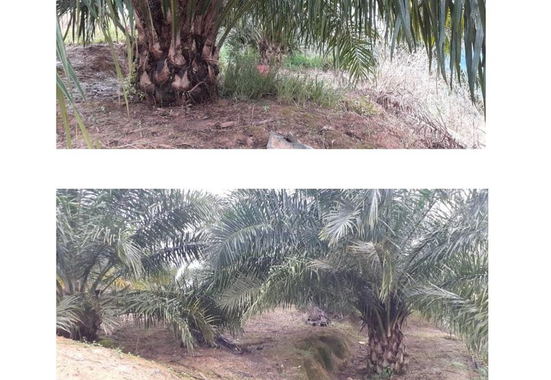 Ranau sabah kota kinabalu Oil Palm Estate