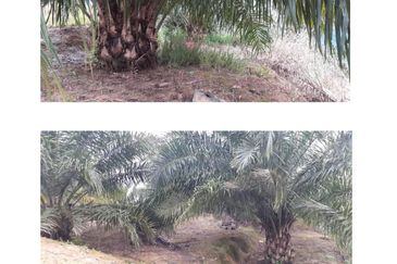 Ranau sabah kota kinabalu Oil Palm Estate