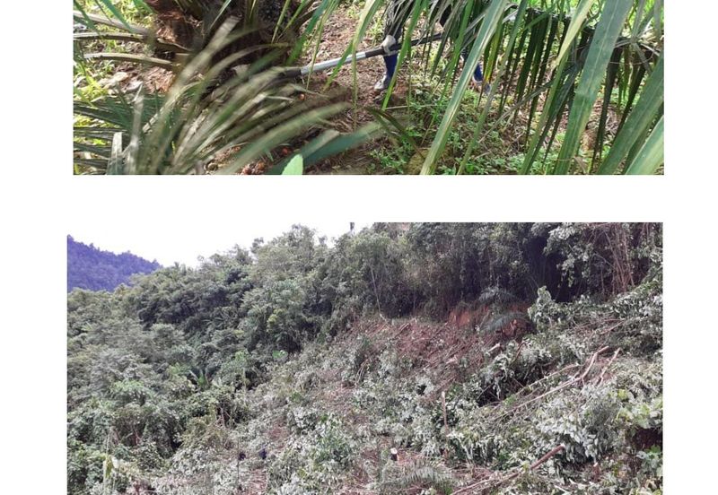 Ranau sabah kota kinabalu Oil Palm Estate