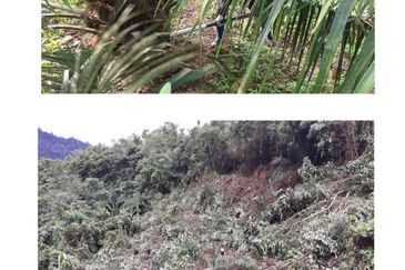 Ranau sabah kota kinabalu Oil Palm Estate