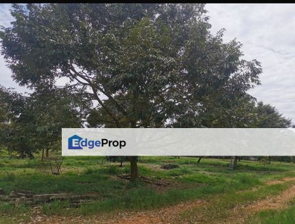 Ayer Bemban Kulai Durian Farm For Sale, Johor, Kulai
