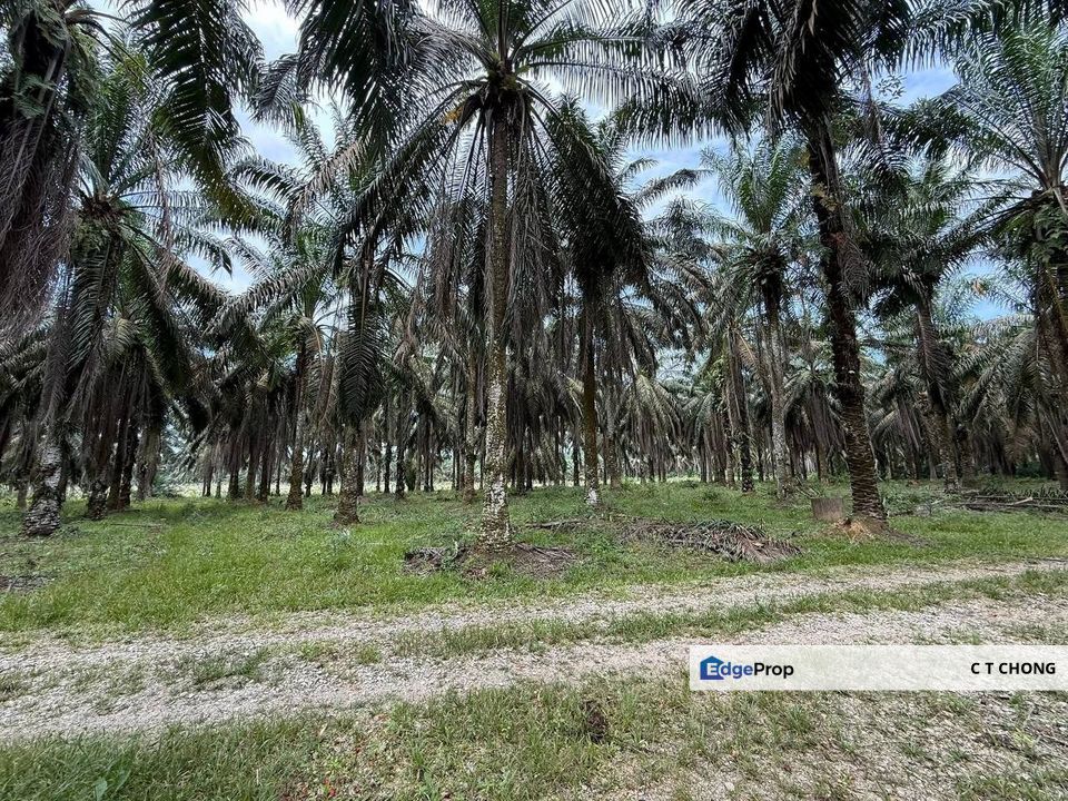 Kota Tinggi Agriculture Land For Sale, Johor, Kota Tinggi