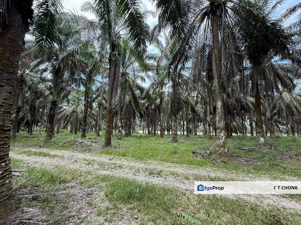 Kota Tinggi Agriculture Land For Sale, Johor, Kota Tinggi