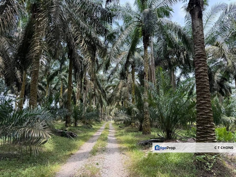 Kota Tinggi Agriculture Land For Sale, Johor, Kota Tinggi