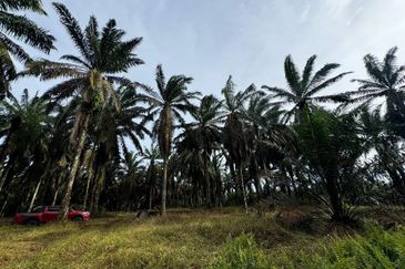 Kulai Kampung Sedenak Agricultural Land For Sale