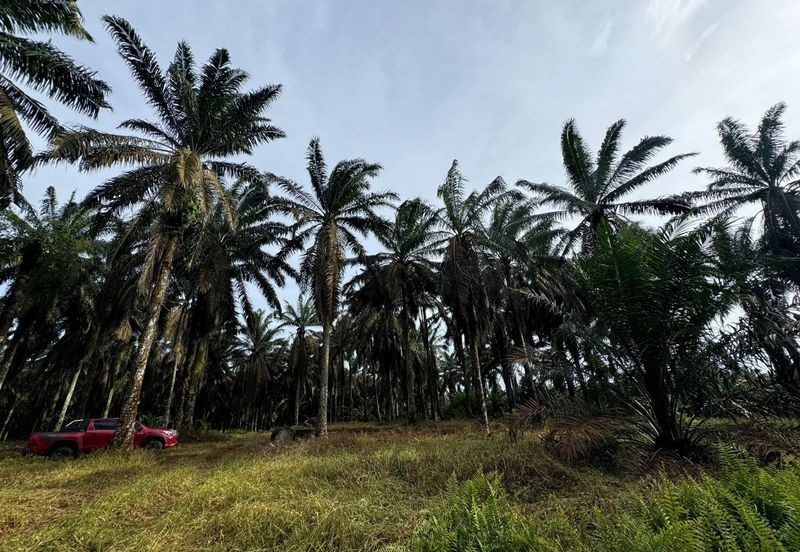 Kulai Kampung Sedenak Agricultural Land For Sale