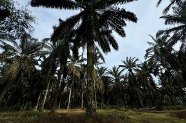Kulai Kampung Sedenak Agricultural Land For Sale