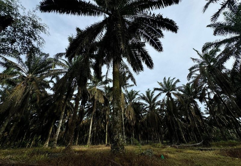 Kulai Kampung Sedenak Agricultural Land For Sale