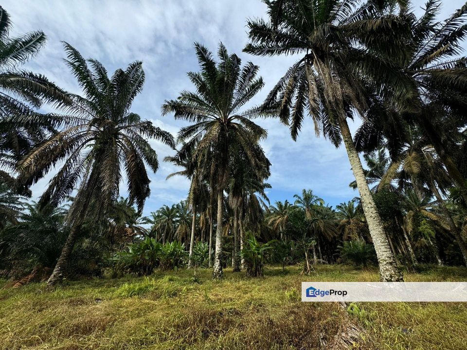 Kulai Kampung Sedenak Agricultural Land For Sale, Johor, Kulai