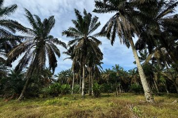 Kulai Kampung Sedenak Agricultural Land For Sale