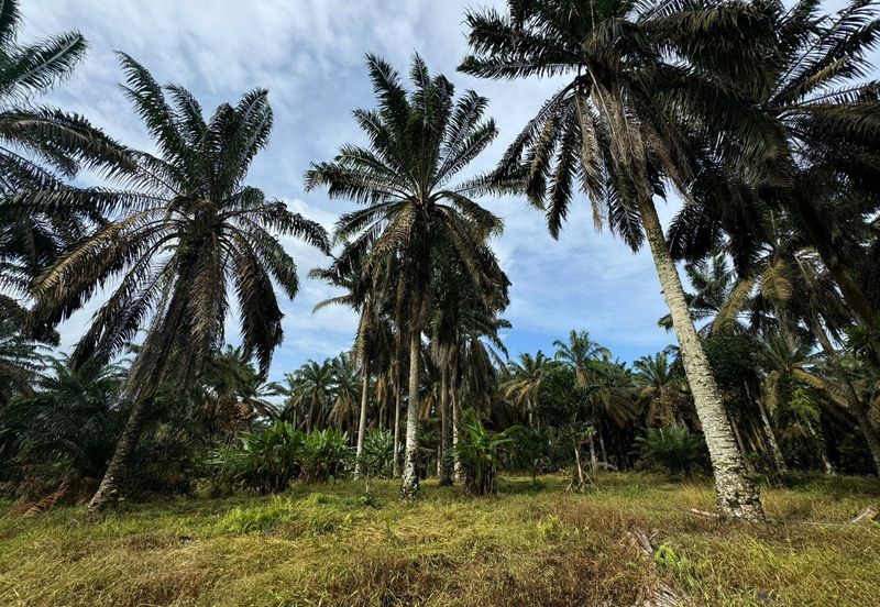 Kulai Kampung Sedenak Agricultural Land For Sale