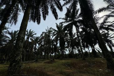 Kulai Kampung Sedenak Agricultural Land For Sale