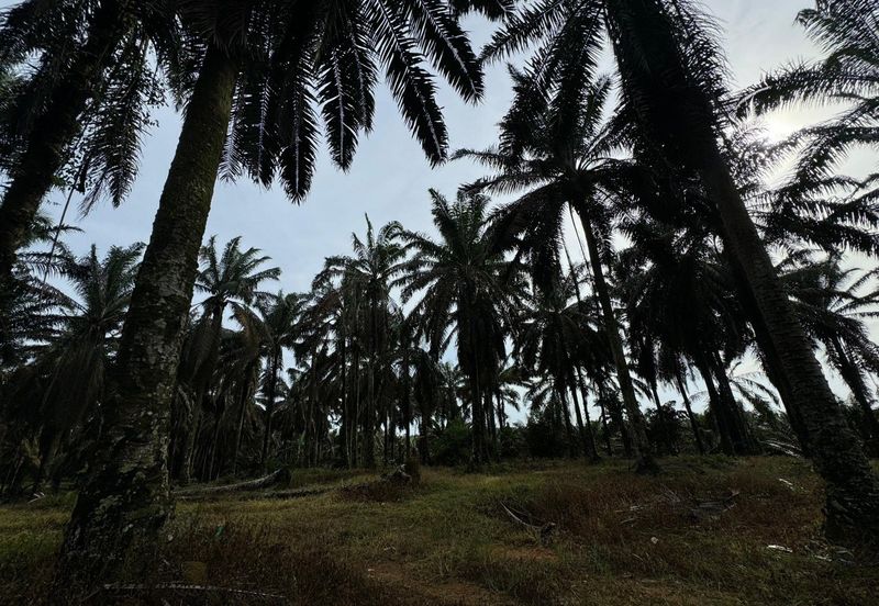 Kulai Kampung Sedenak Agricultural Land For Sale