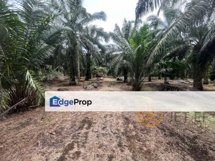 RM1.925mil! 5.5Acre Agriculture Land Mukim Morib Palm Oil Land for Sales, Selangor, Banting