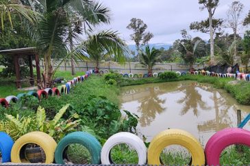 Dreaming of owning a durian farm? Look no further!