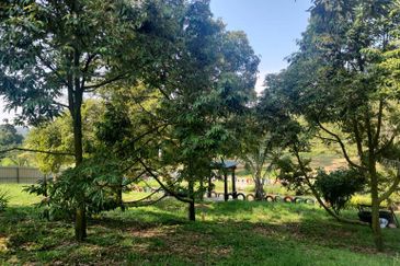 Dreaming of owning a durian farm? Look no further!