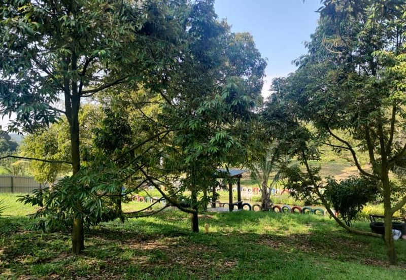 Dreaming of owning a durian farm? Look no further!