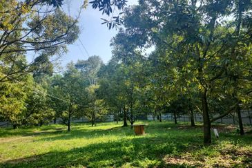 Dreaming of owning a durian farm? Look no further!