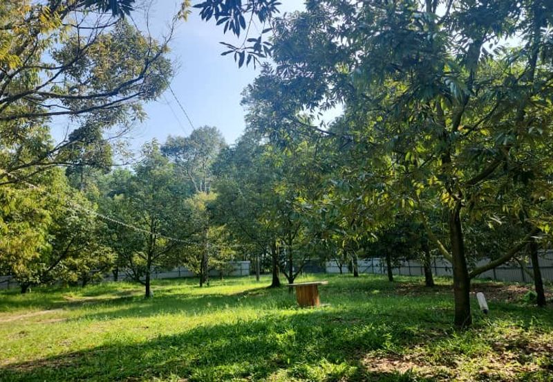 Dreaming of owning a durian farm? Look no further!