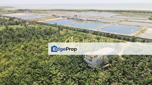 3 Storey Swiftlet House with Oil Palm Land Tanjong Karang, Selangor, Kuala Selangor