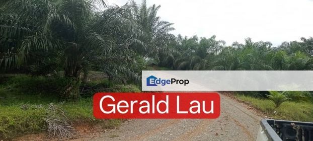 CL Agriculture Land | Palm Estate | Palm Tree | Telupid | Beluran | Sabah For Sale, Sabah, Beluran