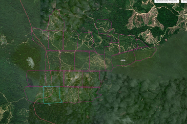 Kota Marudu Pitas Palm Estae Kelapa Sawit Sabah 