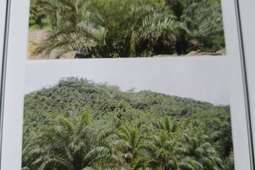 Kota Marudu Palm Estate  I Sawit 