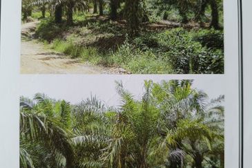 Kota Marudu Palm Estate  I Sawit 