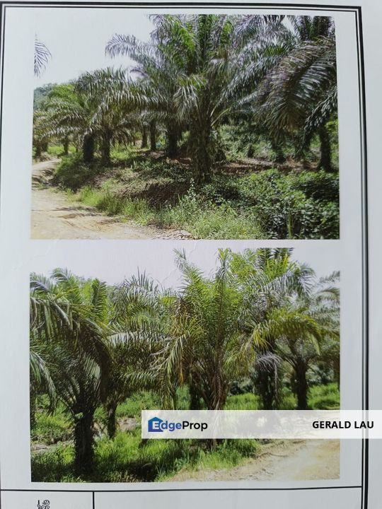 Kota Marudu Palm Estate  I Sawit , Sabah, Kota Marudu
