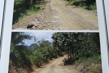 Kota Marudu Palm Estate  I Sawit 