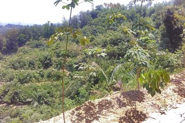 Terraced Land Cultivated With Rubber Trees | Tenghilan | Tuaran | Sabah For Sale