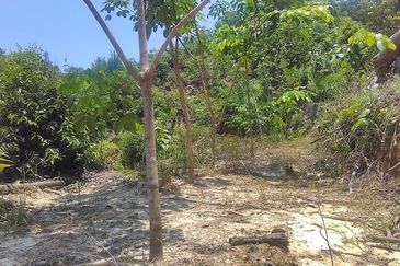 Terraced Land Cultivated With Rubber Trees | Tenghilan | Tuaran | Sabah For Sale