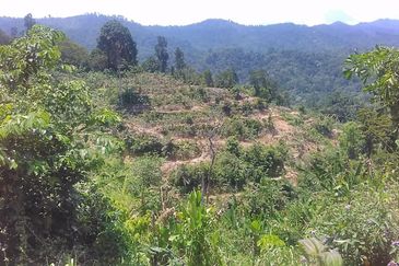 Terraced Land Cultivated With Rubber Trees | Tenghilan | Tuaran | Sabah For Sale