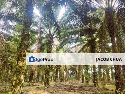 Layang Layang Agriculture Palm Oil Trees For Sale, Johor, Layang Layang