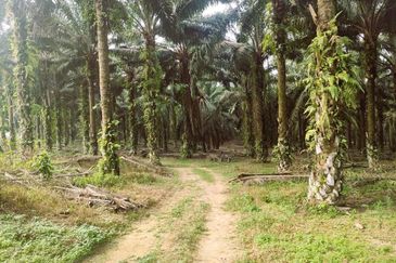 Layang Layang Agriculture Palm Oil Trees For Sale