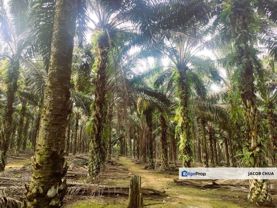 Layang Layang Agriculture Palm Oil Trees For Sale, Johor, Layang Layang