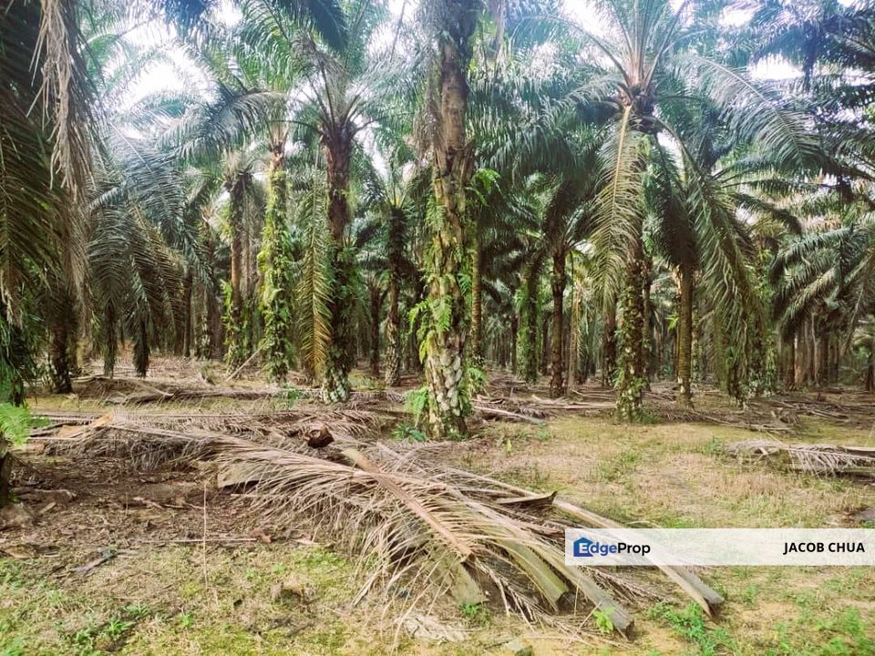 Layang Layang Agriculture Palm Oil Trees For Sale, Johor, Layang Layang