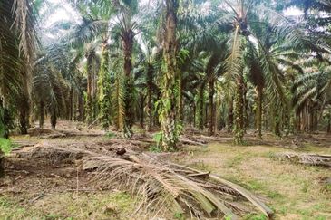 Layang Layang Agriculture Palm Oil Trees For Sale