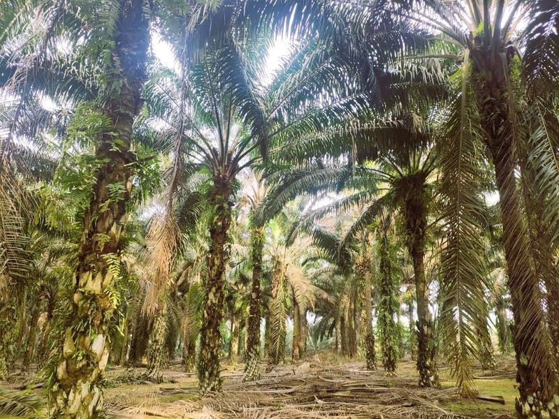 Layang Layang Agriculture Palm Oil Trees For Sale, Johor, Layang Layang