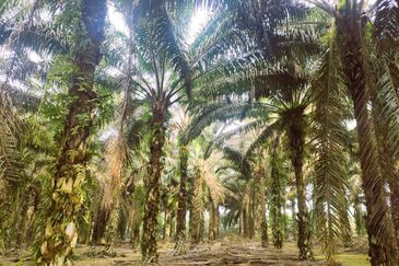 Layang Layang Agriculture Palm Oil Trees For Sale